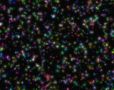 Black Speckles